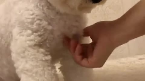 Gigantic Fluffy Poodle Dog