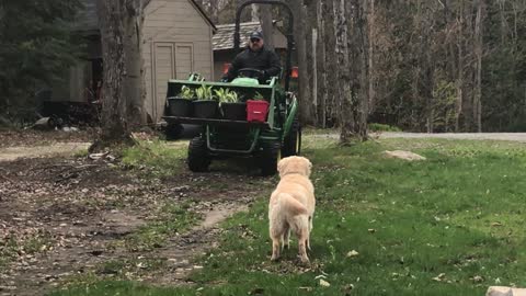 Golden Retriever introduced to a tractor for first time