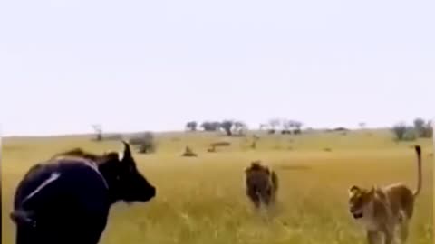 Lion Kills Animals Vlog
