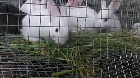Cute Baby Rabbits Playing, Feeding Activities | Bunny Rabbit (Baby Rabbits)