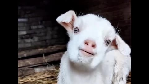 Funny Goat