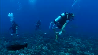 Scuba Diving Trip in Bora Bora - ASMR with lots of sharks!
