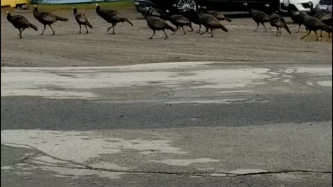 Wild Turkeys in town..