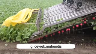 Machinery for Agriculture, Netherlands, Radish Harvesting Machines. Sort and picking of radish.