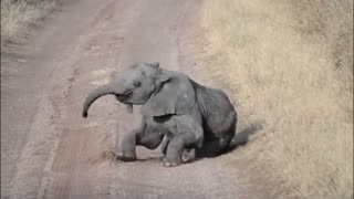 Baby elephant falls into road, struggles to get up again