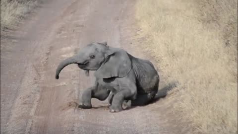 Baby elephant falls into road, struggles to get up again