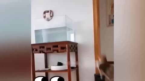 Funny cat and dog