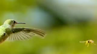 common scene in nature in slow motion 🤩