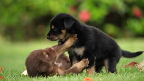 Cute Puppy Baby Dog Playing In The Green Park