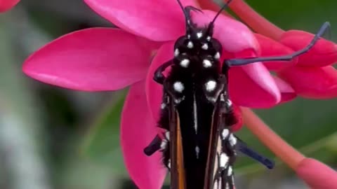 Friendly Butterfly on Flower