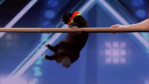 The Savitsky Cats: Super Trained Cats Perform Exciting Routine - America's Got Talent 2018