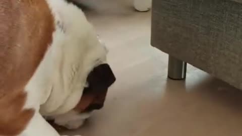 Determined Doggo Struggles to Eat Waffle Off Floor