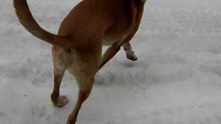 dogs having fun in the snow
