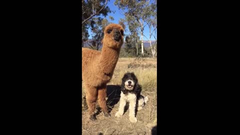 cute lama and dog eating food together