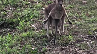 Mothers Pouch Too Tight for Kangaroo Joey