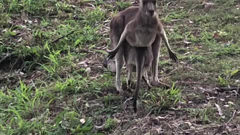 Mothers Pouch Too Tight for Kangaroo Joey