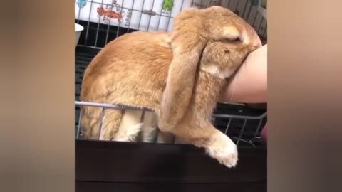 Funny videos of little bunnies 🐇 cute bunnies 💖