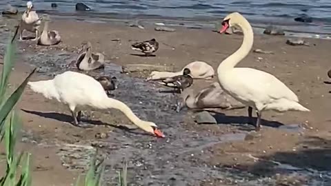 Giant Swans In Staten Island, NY