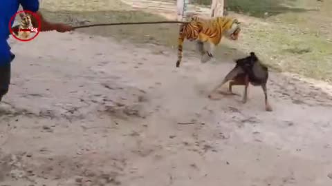 Prank dog & fake Lion and Fake Tiger Prank To dog | Videos Troll 2022