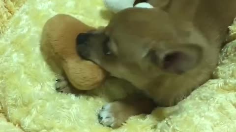 Puppy likes a meat doll