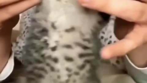 Cute Cat Funny Video😹😻| #shorts #kitten #cute #cuteanimals