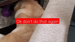 Dog Hates it When Disturbed During Sleeping #Shorts