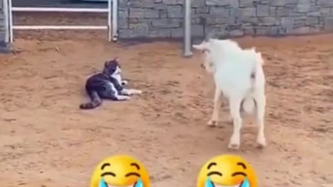 Funny animal videos//