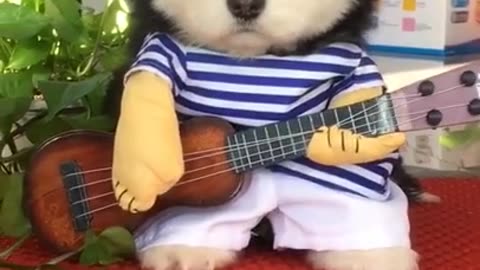 Cute dog try to play guitar funny video