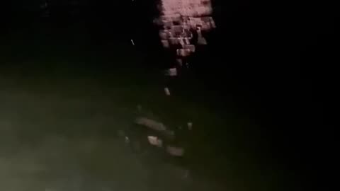 Dog stalks fireworks while swimming