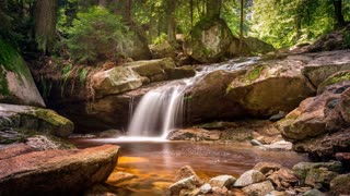 Embrace the Serenity of a Morning in the Forest Ambience - Nature's Awakening