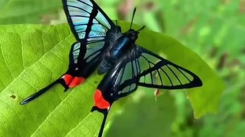 Black blue butterfly #shorts #shortvideo #video #virals #videoviral