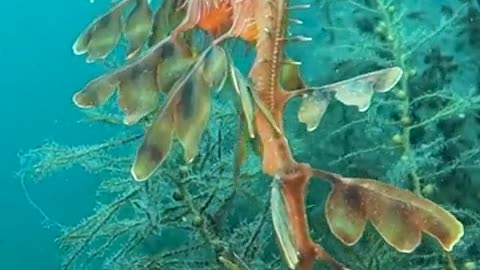 Leafy Seadragon 🐲