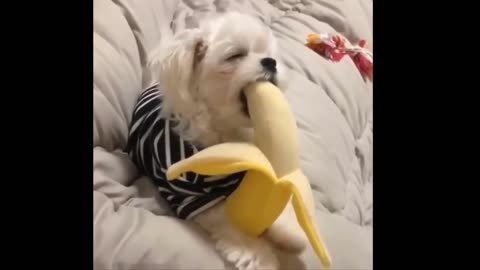 Funny Animals- - Best Of moments 2023