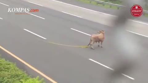 Eid Al-Adha Cattle Loose on Jagorawi Toll Road Jakarta.