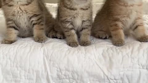 Wednesday kitten’s dance! Wait for it!