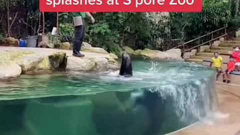 Mum hides behind son to shield herself from water splashes at S'pore Zoo