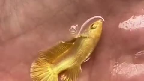 Golden fish, Gold fish, pound fish,
