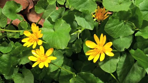 FLOWERS CAN DANCE!! 🌺🐝 Amazing nature// Beautiful blooming flower time lapse