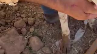 Plumbers Rescue Dog From a Drain Pipe