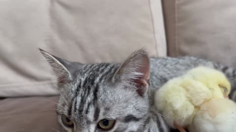 Cute Kitten Reacts to Baby Chickens