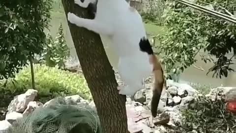 Cat rescue her baby over the tree🐱