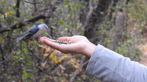 Birds in the hand: Feeding the birds of Mud Lake, Ottawa, Canada
