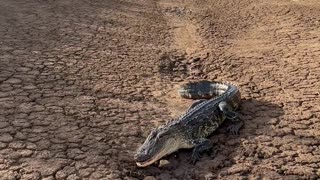 American Alligator Basking In Morning Sun