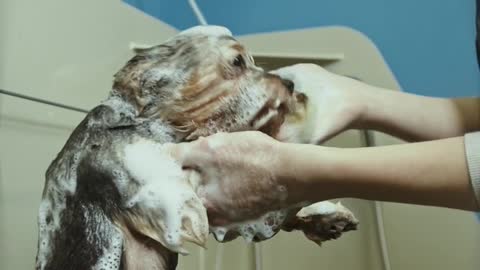 Dog wash video