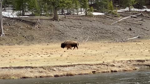 Bison Mother Guides Newborn Across Madison River in Yellowstone