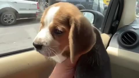 Rocky Beagle enjoying road trip