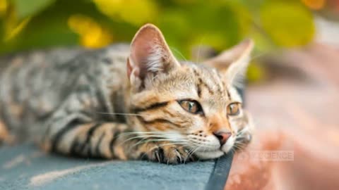 Dangerous for Cats! 5 Foods Cats Should Not Eat