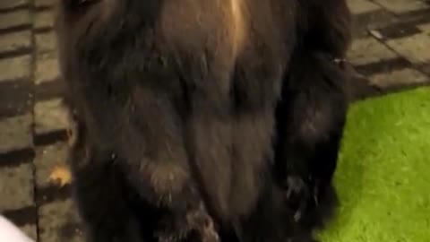 Watch the moment when a bear licked a B.C. woman during a close encounter caught on cam.