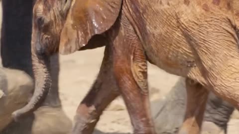 ELEPHANT CUTE BABY CROSSING THE RIVER 🌊 🐘