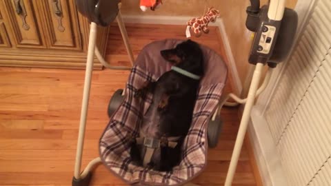 Dog relaxes adorably in a baby swing